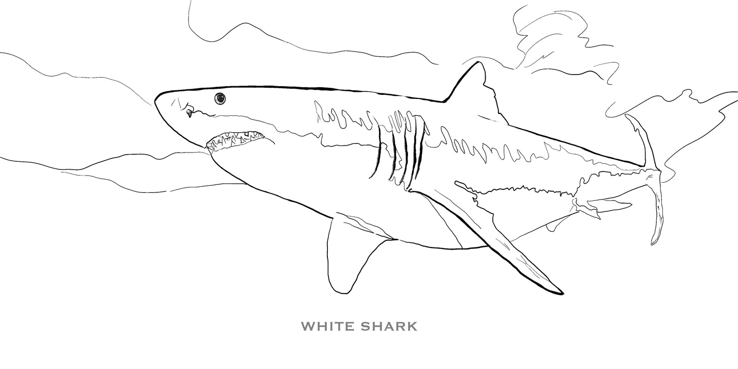 Coloring Passports Sharks Edition 1