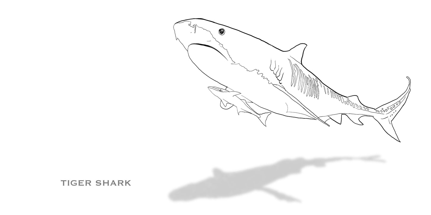 Coloring Passports Sharks Edition 1
