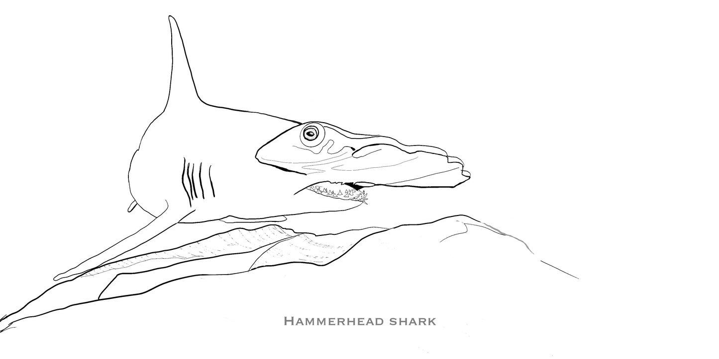 Coloring Passports Sharks Edition 1