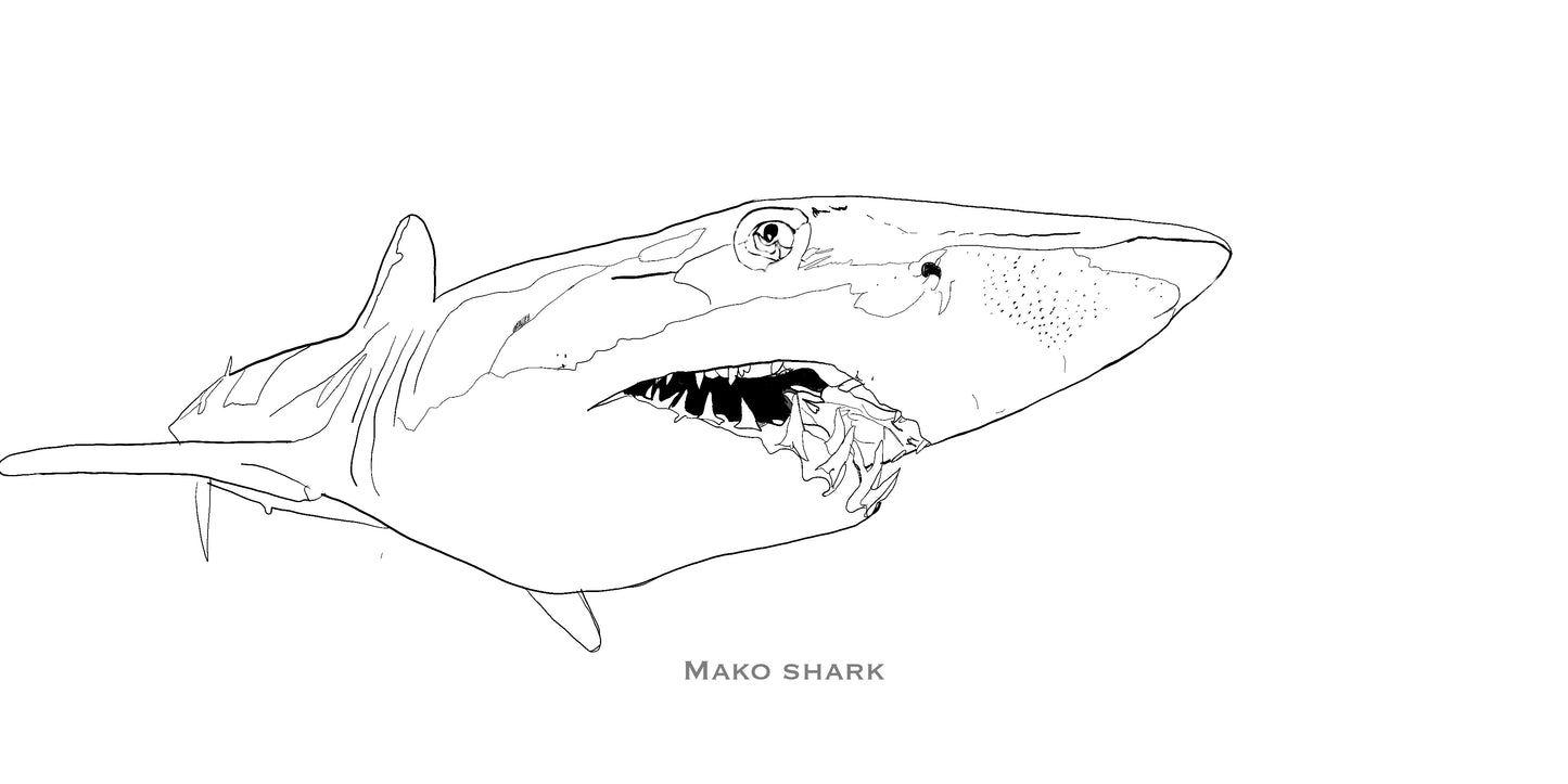 Coloring Passports Sharks Edition 1