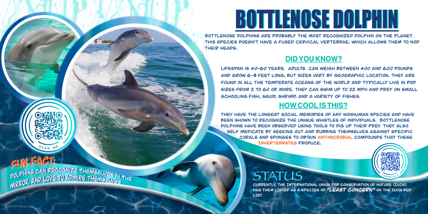 Coloring Passports Dolphins Edition 1
