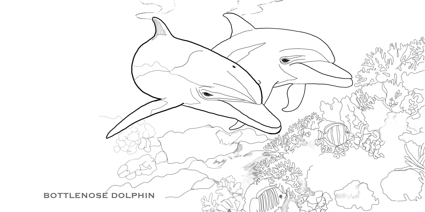 Coloring Passports Dolphins Edition 1