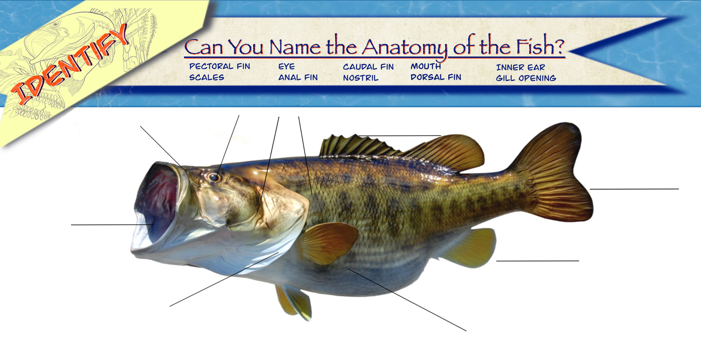 Coloring Passports FishON!!! Freshwater Edition I