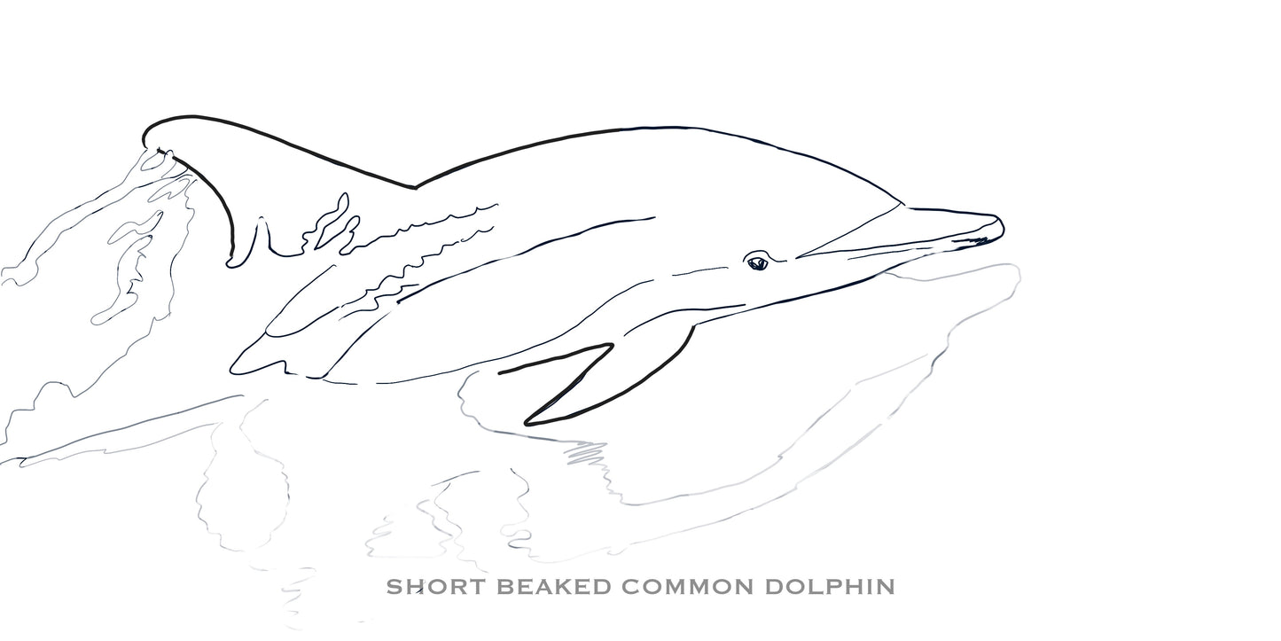 Coloring Passports Dolphins Edition 1