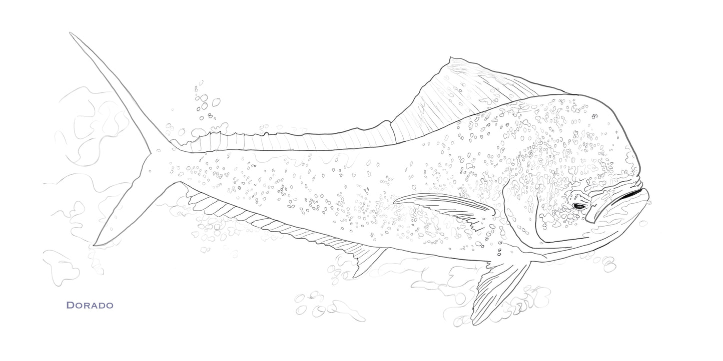 Coloring Passport FishON!!! Saltwater Edition I